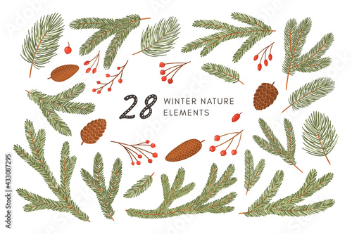 Conifer branches, cones and berries vector illustration set. Pine, spruce, fir tree branches and cones, rowan, rosehip berries. Winter nature botanical elements clipart