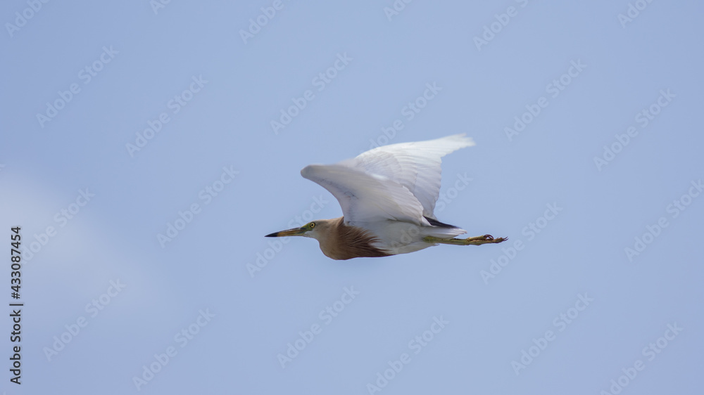 Javan Pond Heron in blue sky.