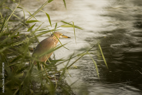 Javan Pond Heron