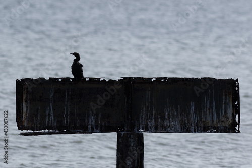 Obraz na płótnie The little cormorant in the evening w salonie