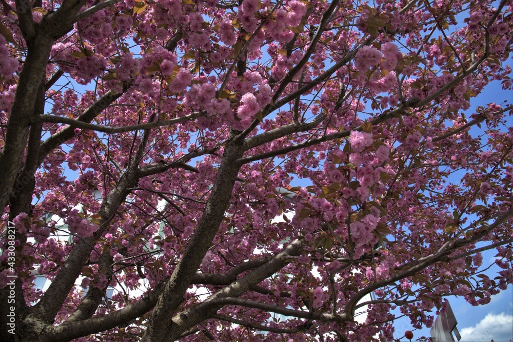 blossom on the branches of a cherry tree in front of blue sky blossom on the branches of a cherry tree in front of blue sky