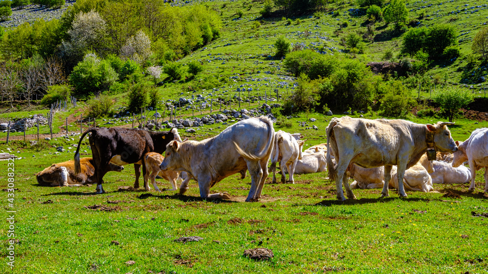 grazing cows in the green. Cilento National Park, Campania, Italy.