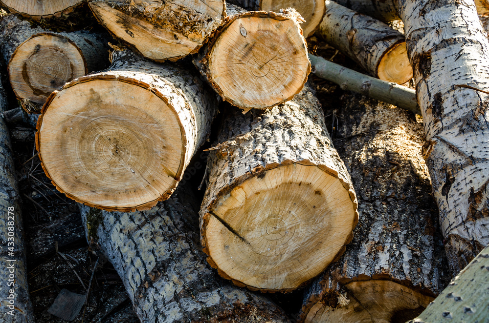 Logs in the yard of a village house. Logs in the yard of a village house.