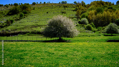 tree in green valley. Valley of the Orchids, National Arch of Cilento. Campania, Italy photo