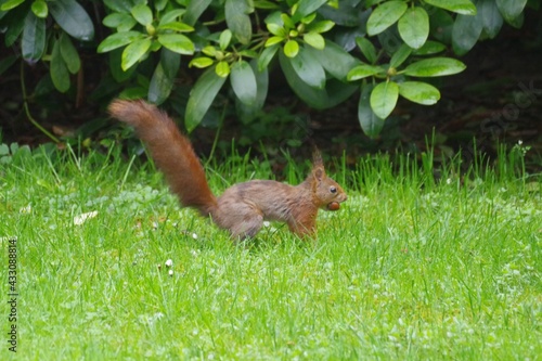 Eichhörnchen © Helmut.H
