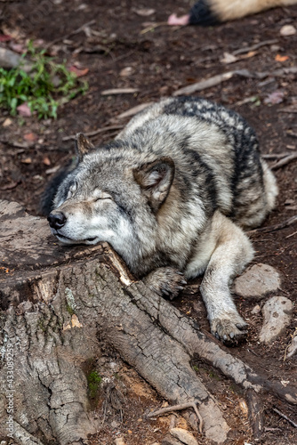 c'est l'heure de la sieste