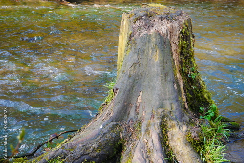 old sawn-off tree trunk without bark and overgrown with moss stands in a forest stream reflecting sunlight