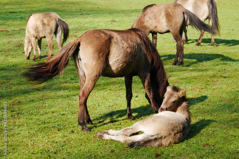 Fototapeta premium a wild horse foal lies on the green meadow in front of her mother and the herd and looks into the camera