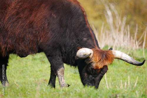 Fényképezés aurochs with large horns grazing in a green meadow Bos primigenius