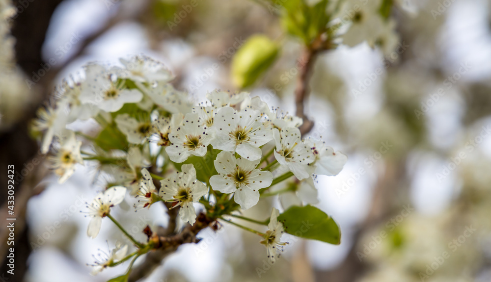 Delicate spring cherry blossom on a tree branch, closeup, selective focus