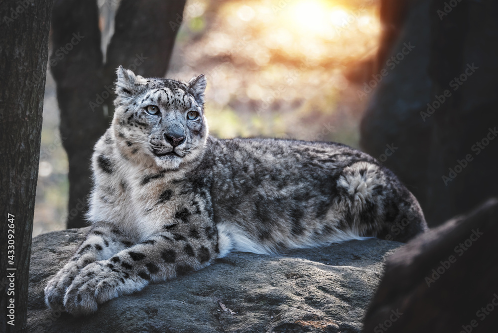 Naklejka premium Snow leopard