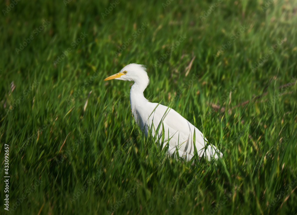 Fototapeta premium Portrait of a Cattle Egret (Bubulcus ibis) on a field of tall grass