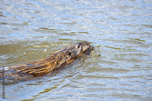 An otter swimming in the water in Barr Lake State Park, Brighton, Colorado