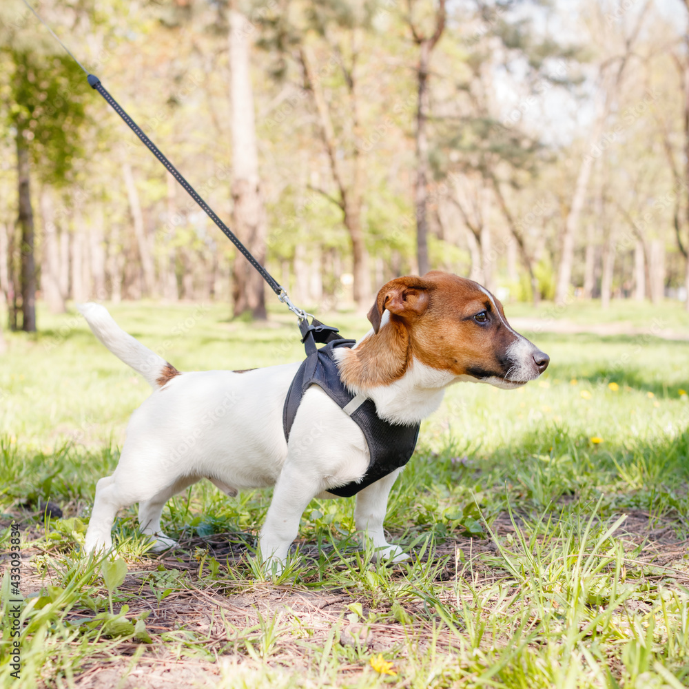 Young Jack Russell Terrier dog outside on a sunny spring or summer day.