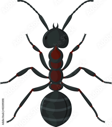 Large worker ant top view. Vector illustration isolated on white background.
