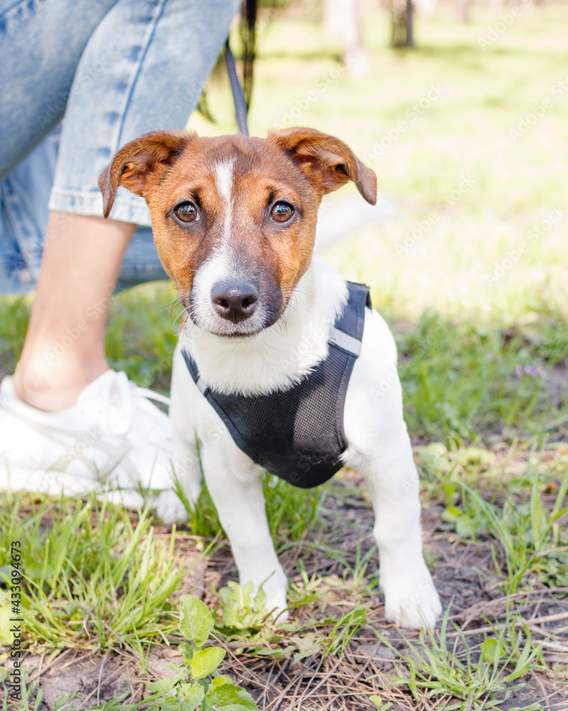 Young Jack Russell Terrier dog outside on a sunny spring or summer day.