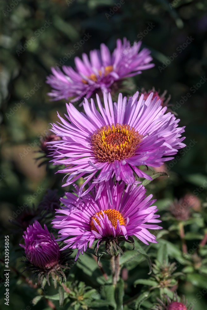 New England Aster (Symphyotrichum novae-angliae) in garden New England Aster (Symphyotrichum novae-angliae) in garden