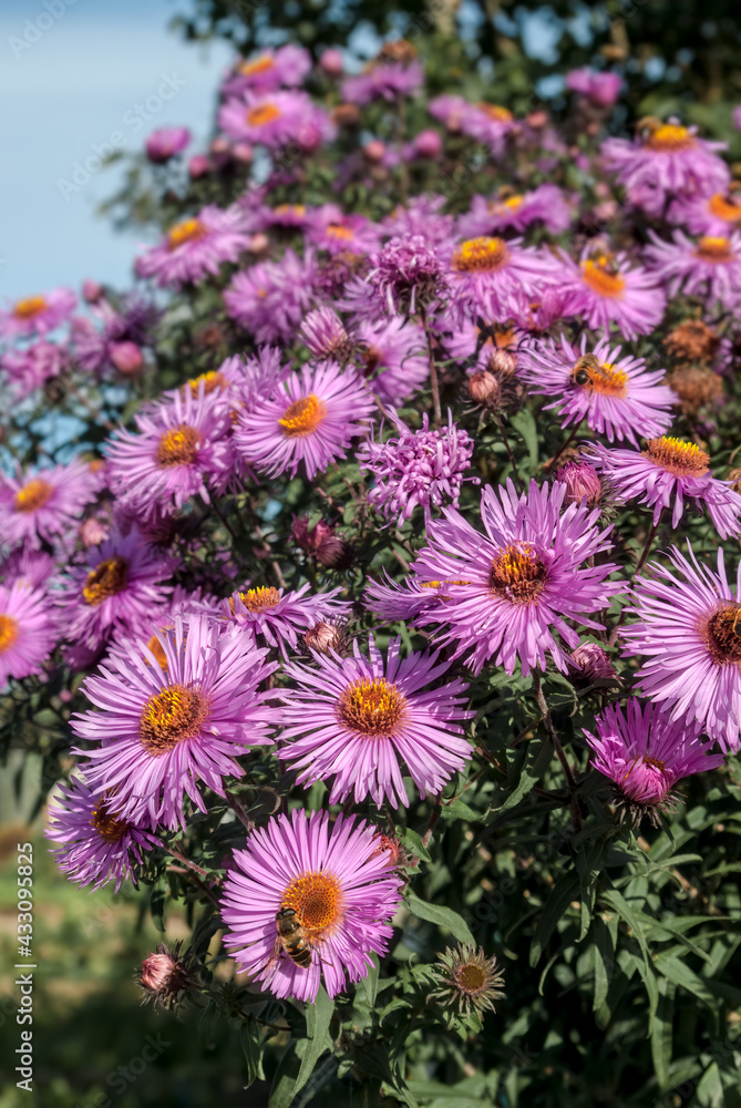 New England Aster (Symphyotrichum novae-angliae) in garden New England Aster (Symphyotrichum novae-angliae) in garden