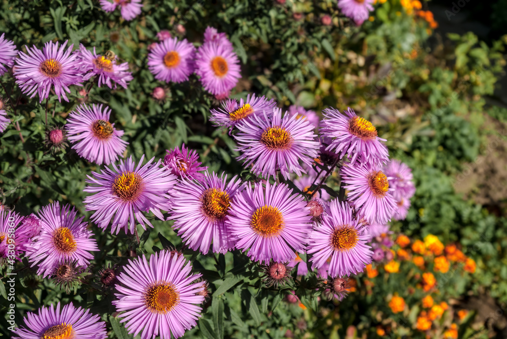 New England Aster (Symphyotrichum novae-angliae) in garden New England Aster (Symphyotrichum novae-angliae) in garden