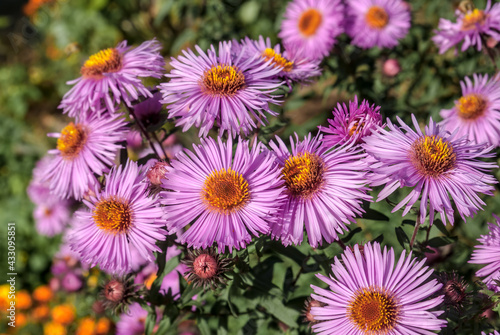 New England Aster  Symphyotrichum novae-angliae  in garden