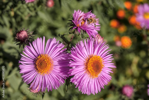 New England Aster  Symphyotrichum novae-angliae  in garden