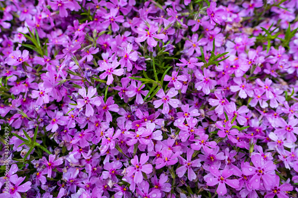 Beautiful blooming pink flowers in the garden. Beautiful blooming pink flowers in the garden.
