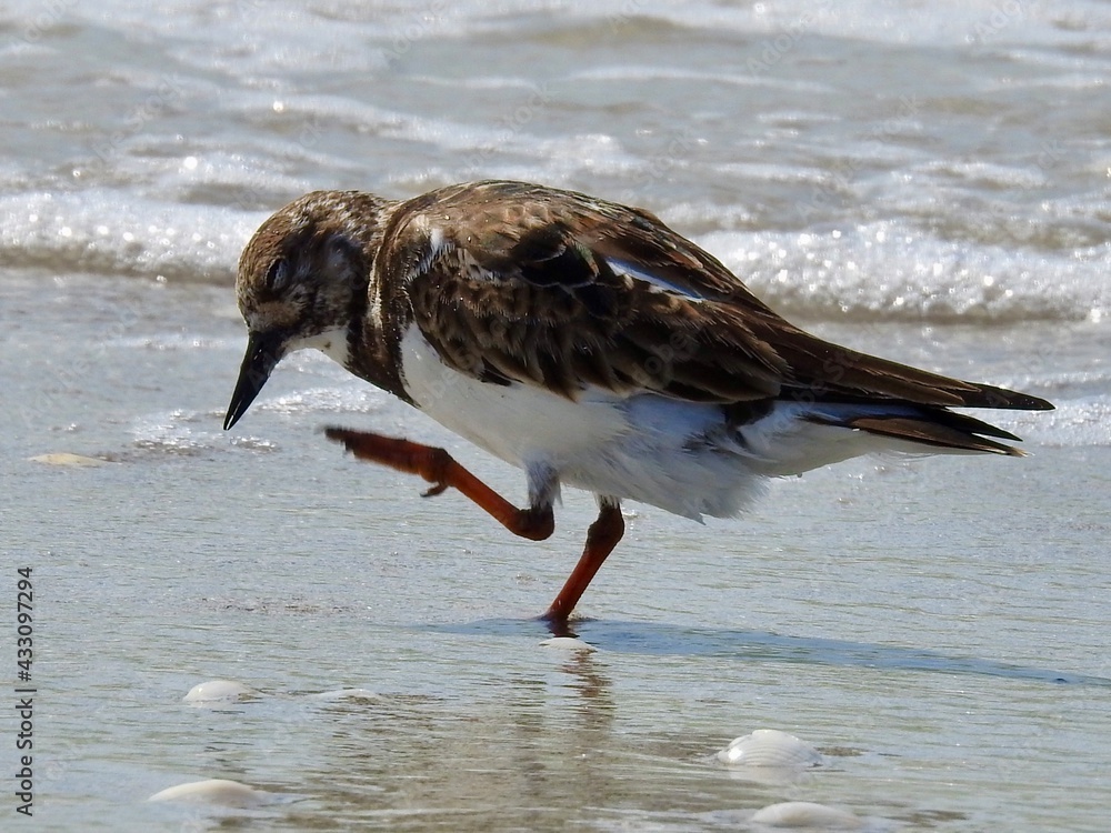 Florida birds 