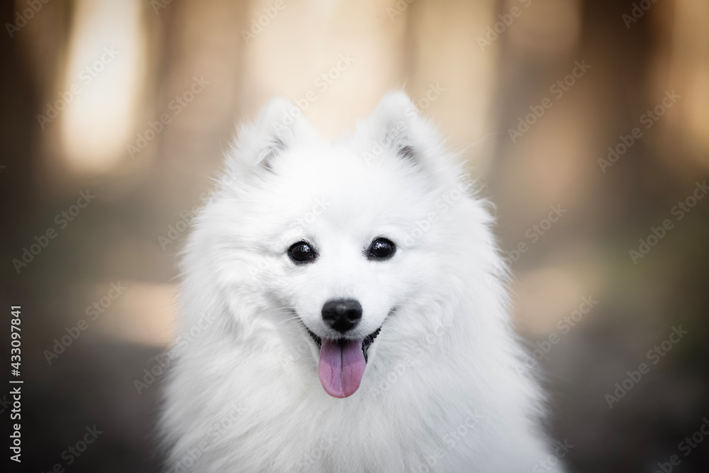 Japanese Spitz dog portrait of head Japanese Spitz dog portrait of head