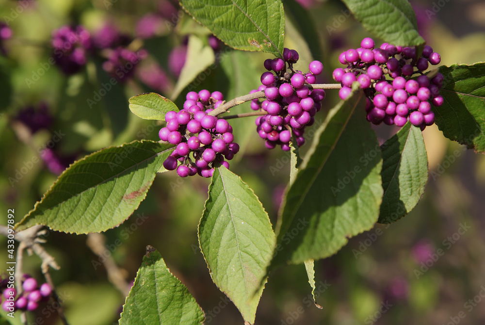 Baies de Callicarpa bodinieri giraldii