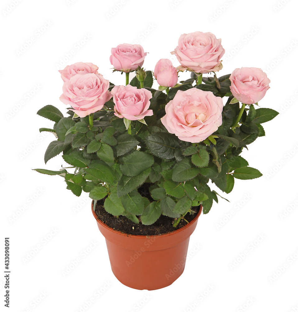 Mini rosier rose en pot