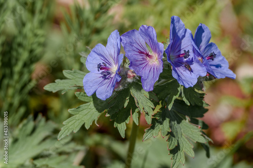Bild auf Leinwand Wild Geranium (Geranium erianthum) Chowiet Island, Semidi Islands, Alaska, USA