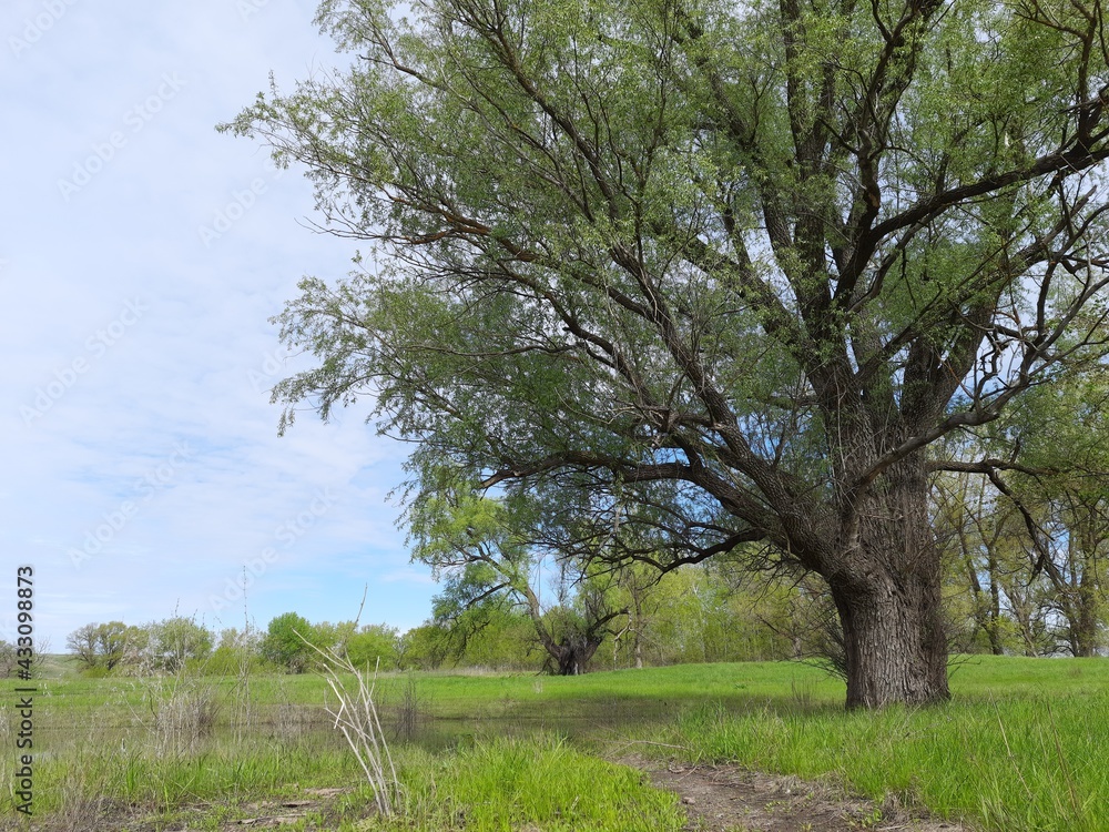 apple tree in spring, tree, nature, spring, sky, grass, landscape, green, field, forest, summer, trees, blue, meadow, season, orchard, park, rural, countryside, blossom, oak, garden, clouds apple tree in spring, tree, nature, spring, sky, grass, landscape, green, field, forest, summer, trees, blue, meadow, season, orchard, park, rural, countryside, blossom, oak, garden, clouds