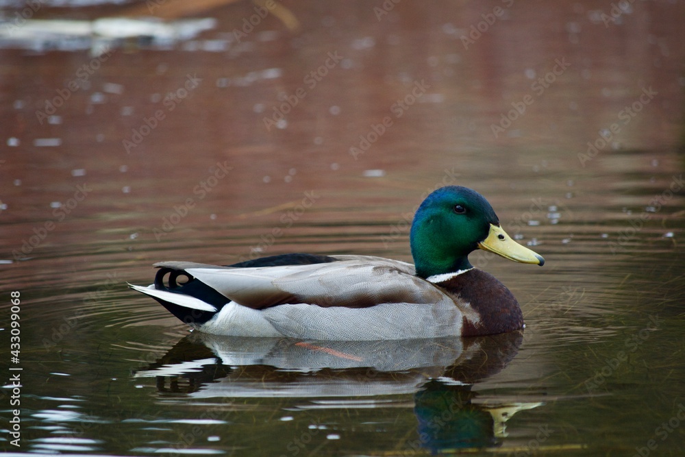 Obraz premium duck on the water