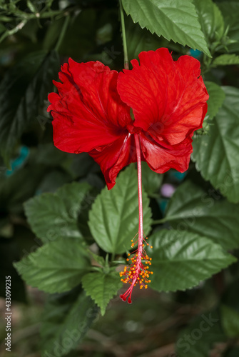 Archer's Hibiscus (Hibiscus archeri)in park, Nicaragua