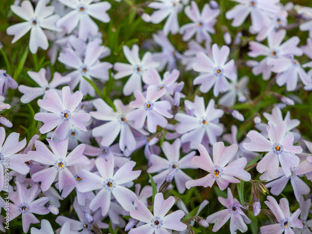pink wildflowers in the meadow pink wildflowers in the meadow