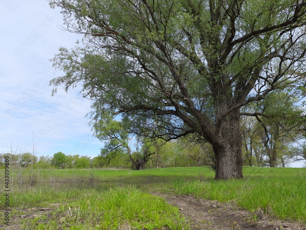 trees in the field, tree, nature, landscape, spring, grass, sky, green, field, forest, trees, summer, meadow, park, countryside, blue, rural, oak, orchard, garden, season, wood, road trees in the field, tree, nature, landscape, spring, grass, sky, green, field, forest, trees, summer, meadow, park, countryside, blue, rural, oak, orchard, garden, season, wood, road
