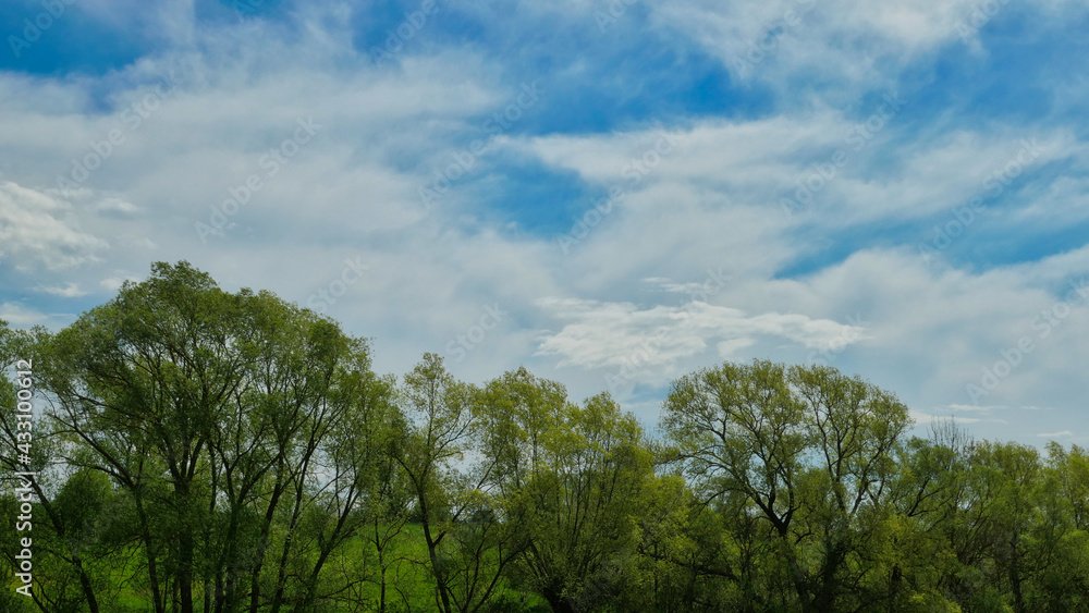 luscious green trees in the sun with fantastic clouds on blue sky luscious green trees in the sun with fantastic clouds on blue sky