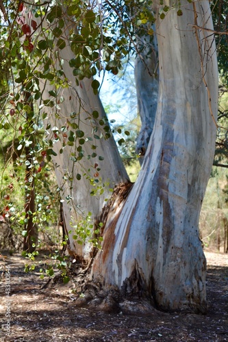 Eucalyptus Gum Eucalypt Tree Boyce Thompson Arboretum Superior Arizona