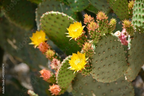 Blooming prickly pear flower arizona desert