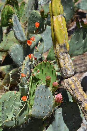 Blooming prickly pear globemallow globe mallow flower arizona desert photo