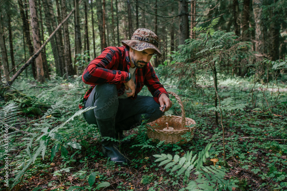 A young male mushroom picker with a large basket looks for, collects mushrooms in the forest. A young male mushroom picker with a large basket looks for, collects mushrooms in the forest.