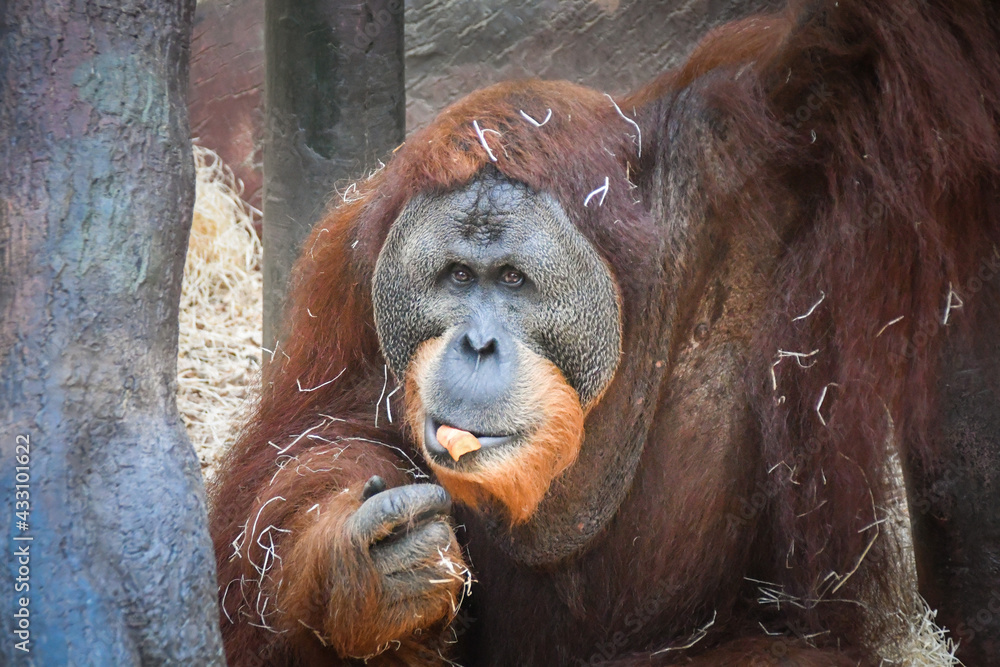 Obraz premium Orang utan is eating some grass whitch he found on the floor.