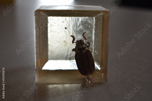 June Beetle photo