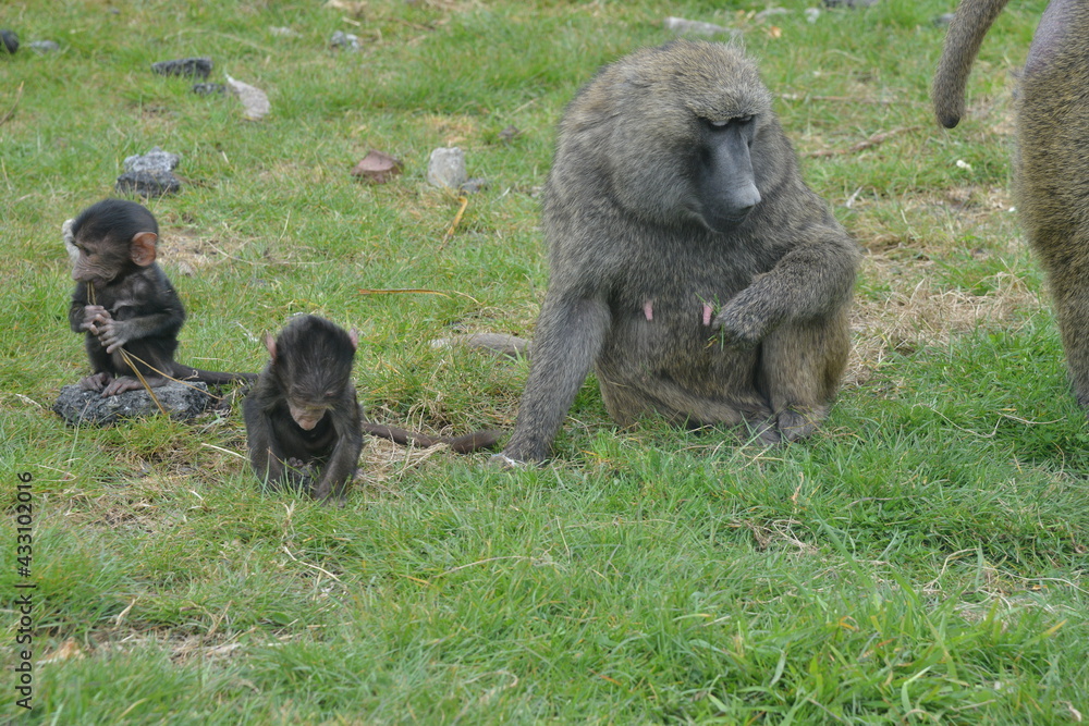 Obraz premium Baboons at Knowsley Safari Park, Liverpool, England, UK