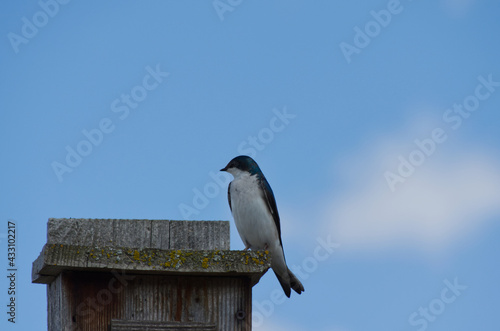 A Tree Swallow on a Birdhouse