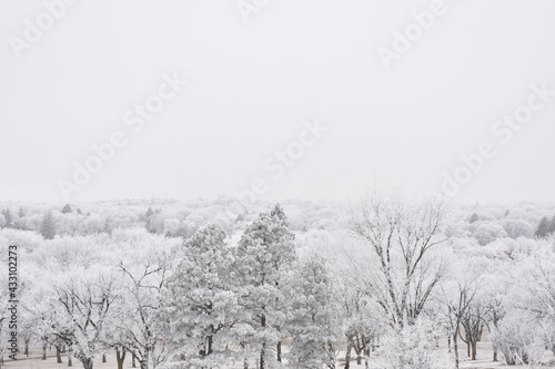 Frosty Trees