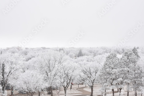 Trees Covered in Frost