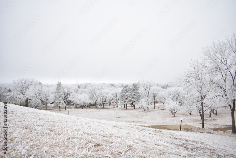 Fototapeta premium Trees Covered in Frost