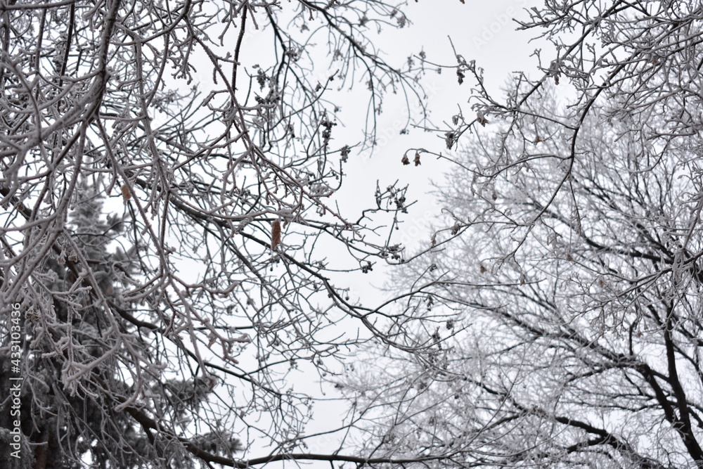 Obraz premium Trees Covered in Frost