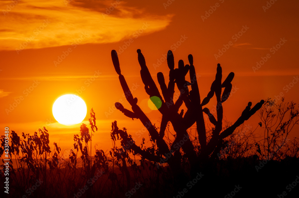 silhouetted cactus at sunset. Typical scene from the northeast region of Brazil. - obrazy, fototapety, plakaty 